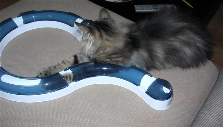 Norsk Skovkat Hippentossen´s Rind* <3 SAVNET!! - Kommer kuglen ikke snart tilbage? billede 9