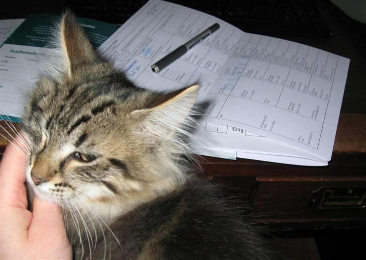 Norsk Skovkat Hippentossen´s Rind* <3 SAVNET!! billede 10