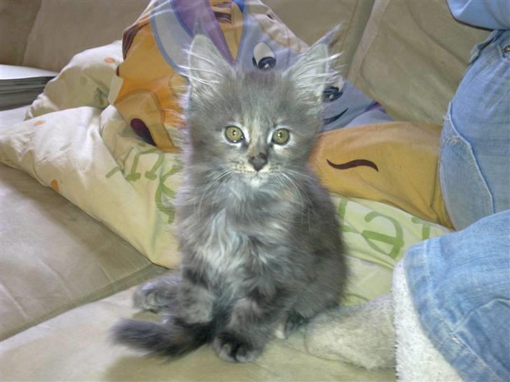 Maine Coon Karma billede 12