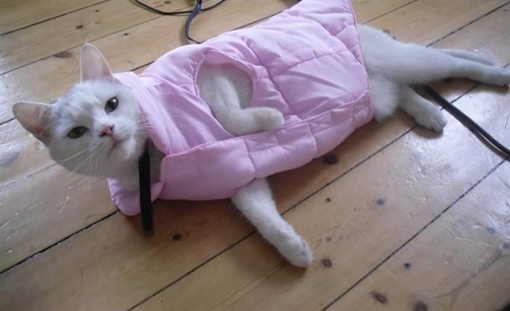 Huskat Mille - Min mor er tosset og udsætter mig for alle mulige skøre ting :o) billede 17