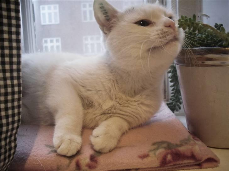 Huskat Mille billede 18