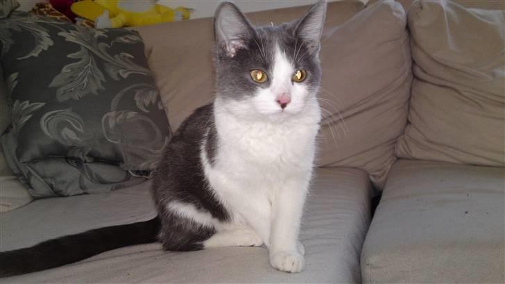 Huskat Pixi billede 1