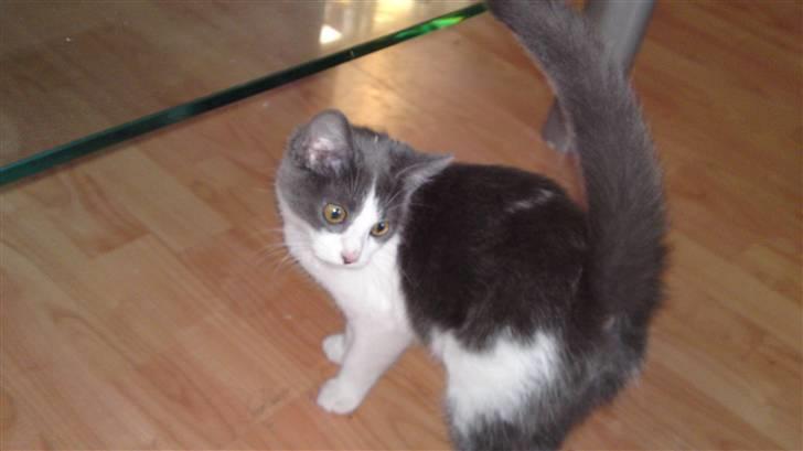 Huskat Pixi billede 2