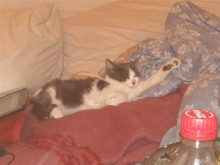 Huskat Pixi billede 3