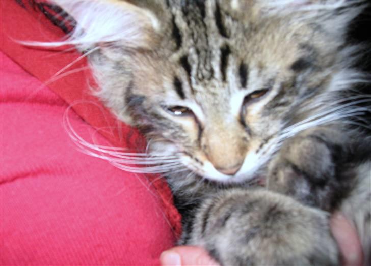 Norsk Skovkat Hippentossen´s Rind* <3 SAVNET!! billede 11