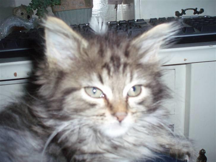 Maine Coon Hiawatha billede 1