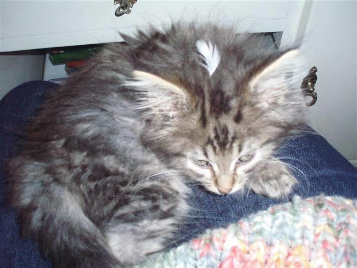 Maine Coon Hiawatha billede 2