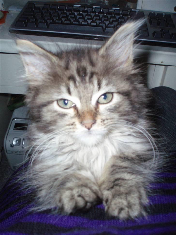 Maine Coon Hiawatha billede 3