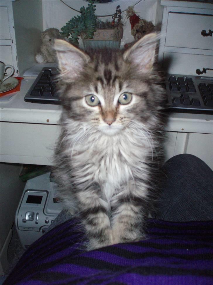 Maine Coon Hiawatha billede 4