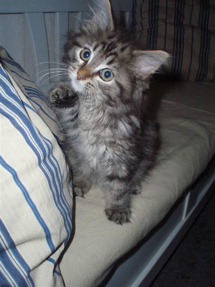 Maine Coon Hiawatha billede 5