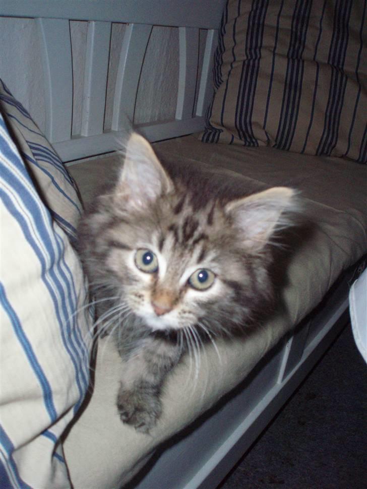 Maine Coon Hiawatha billede 6