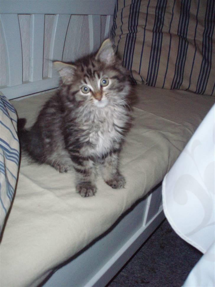 Maine Coon Hiawatha billede 7