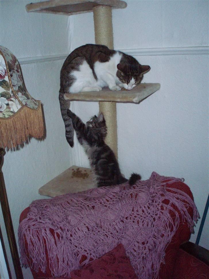 Maine Coon Hiawatha billede 8