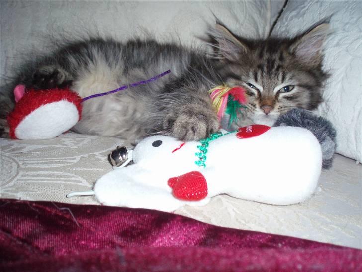 Maine Coon Hiawatha billede 9