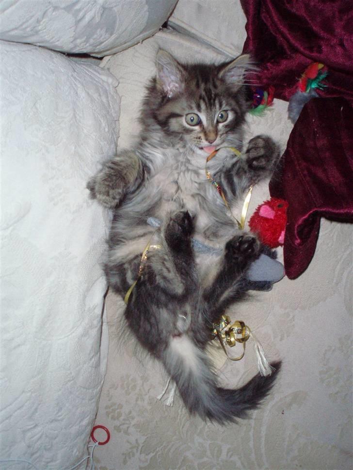 Maine Coon Hiawatha billede 10