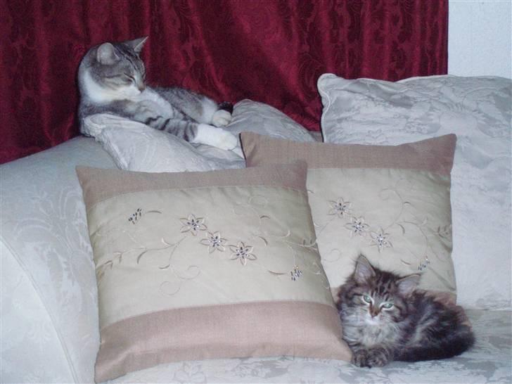 Maine Coon Hiawatha billede 11