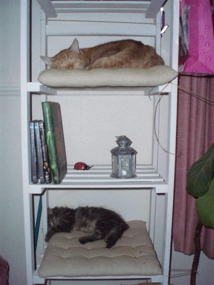 Maine Coon Hiawatha billede 12