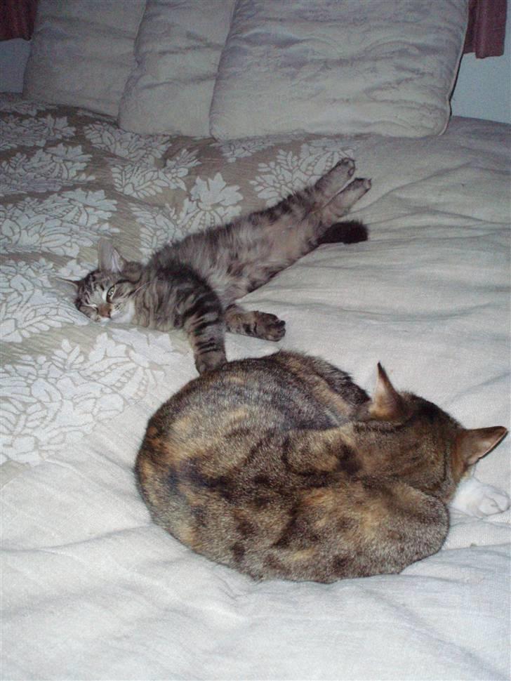 Maine Coon Hiawatha billede 13