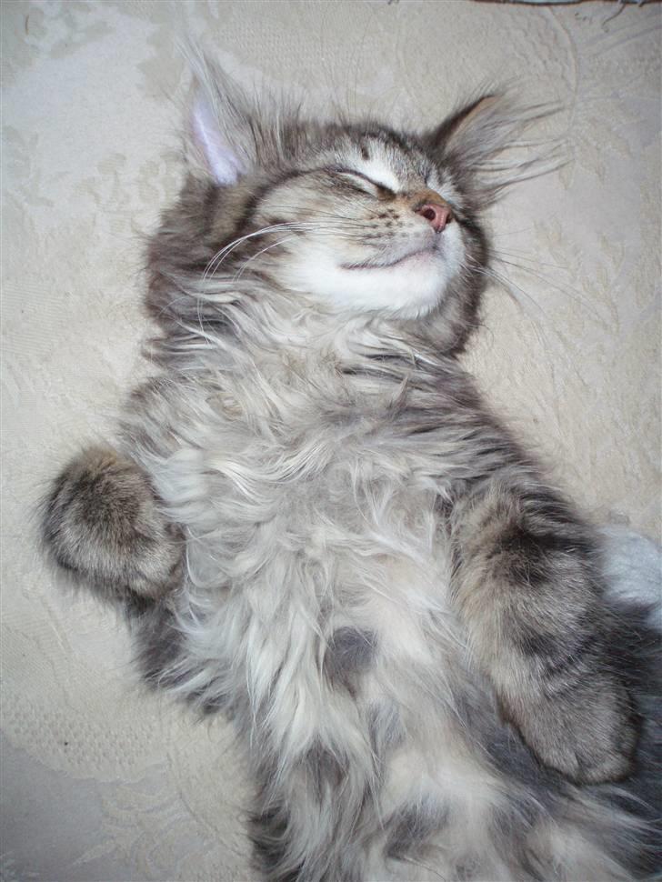 Maine Coon Hiawatha billede 14