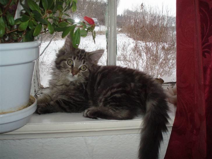 Maine Coon Hiawatha billede 15