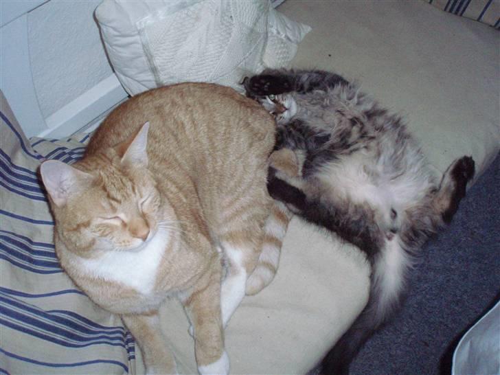 Maine Coon Hiawatha billede 16