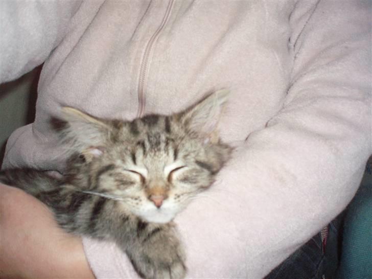 Maine Coon Hiawatha billede 17