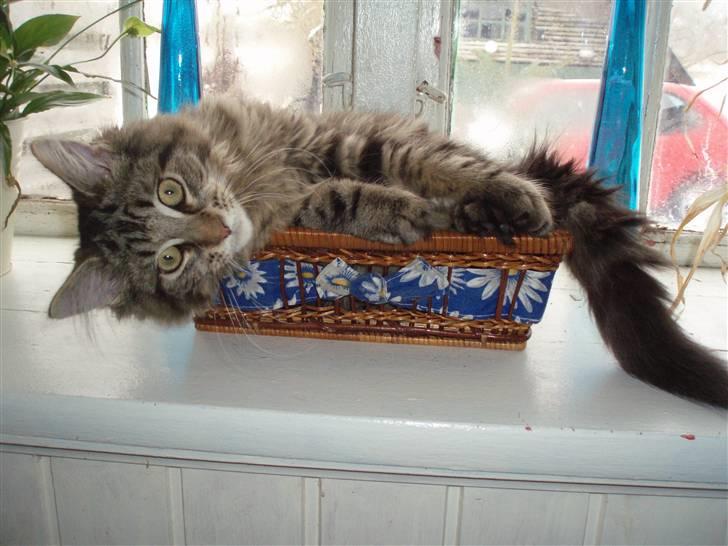 Maine Coon Hiawatha billede 18