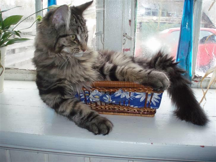 Maine Coon Hiawatha billede 19