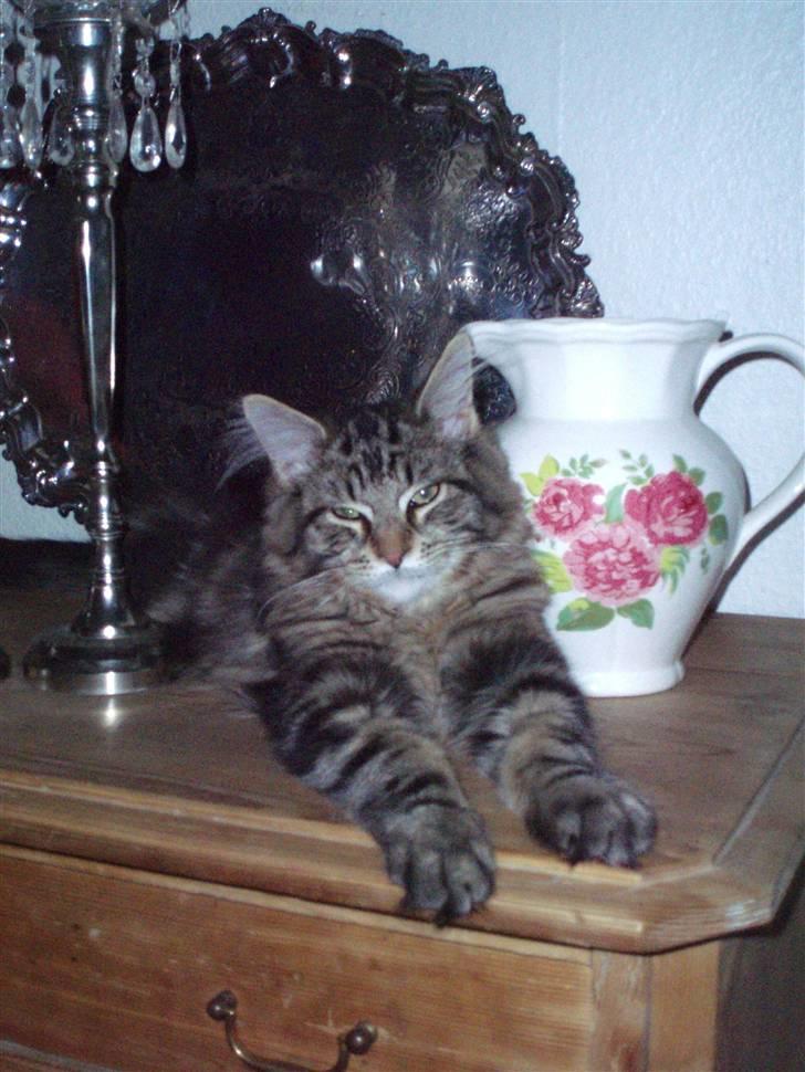 Maine Coon Hiawatha billede 20