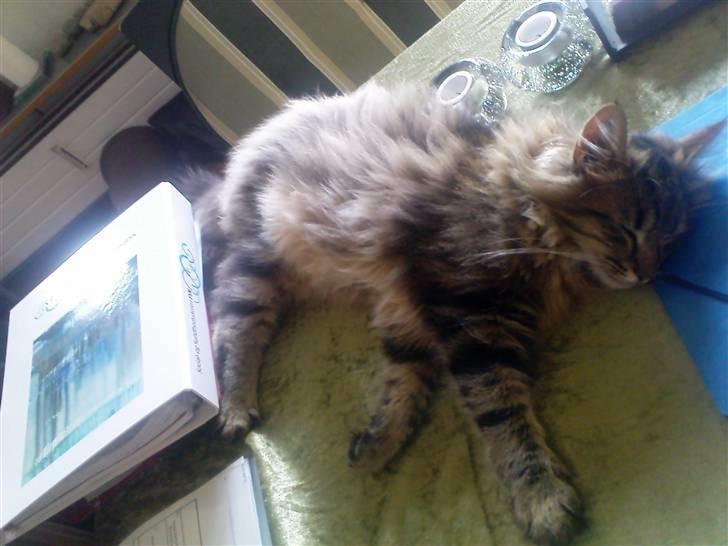 Norsk Skovkat Hippentossen´s Rind* <3 SAVNET!! - Så gik han endelig omkuld og jeg kunne læse lektier færdig... billede 12