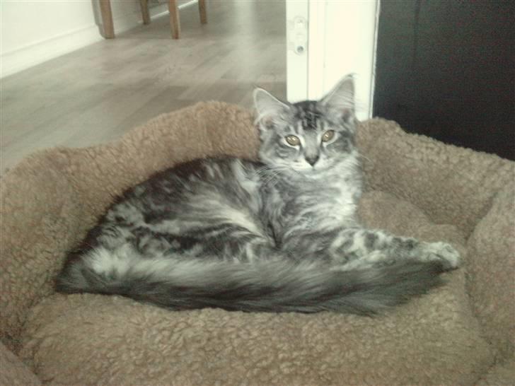 Blanding af racer Bamse R.I.P. billede 16