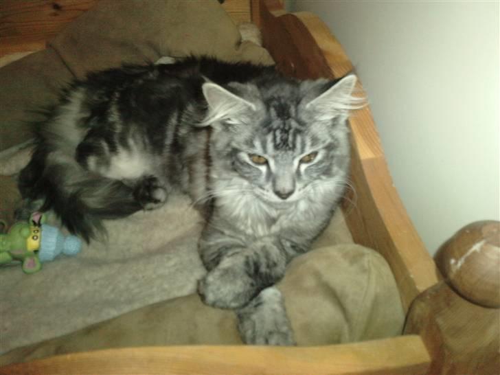 Blanding af racer Bamse R.I.P. billede 17