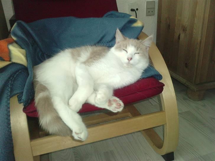 Blanding af racer Mathilde R.I.P. billede 17