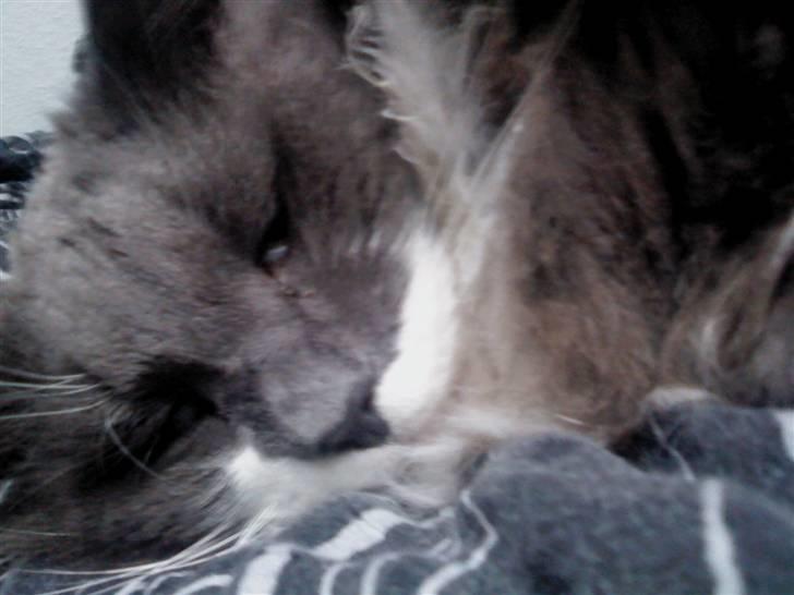 Huskat Bøvs billede 1