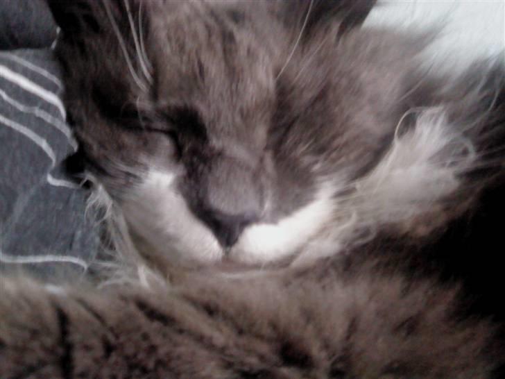 Huskat Bøvs billede 2