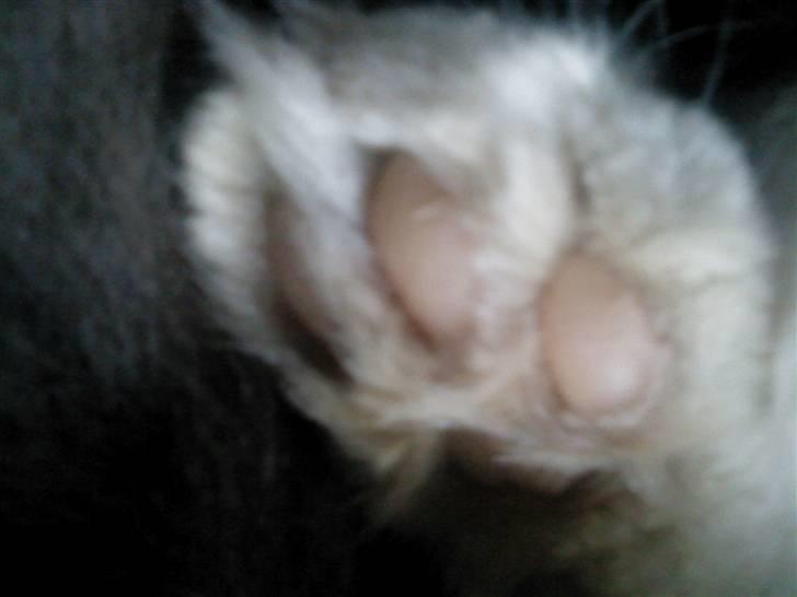 Huskat Bøvs billede 3