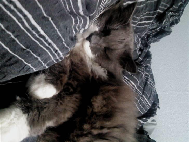 Huskat Bøvs billede 4