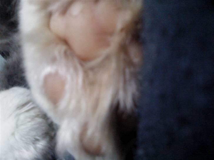 Huskat Bøvs billede 5