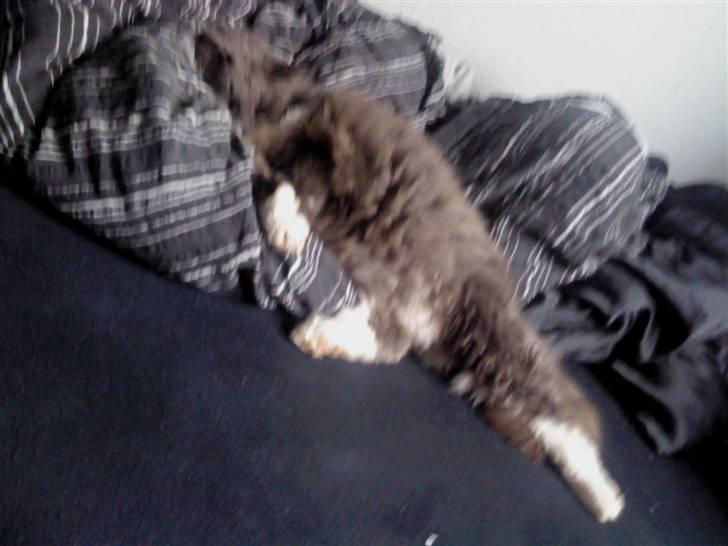 Huskat Bøvs billede 6