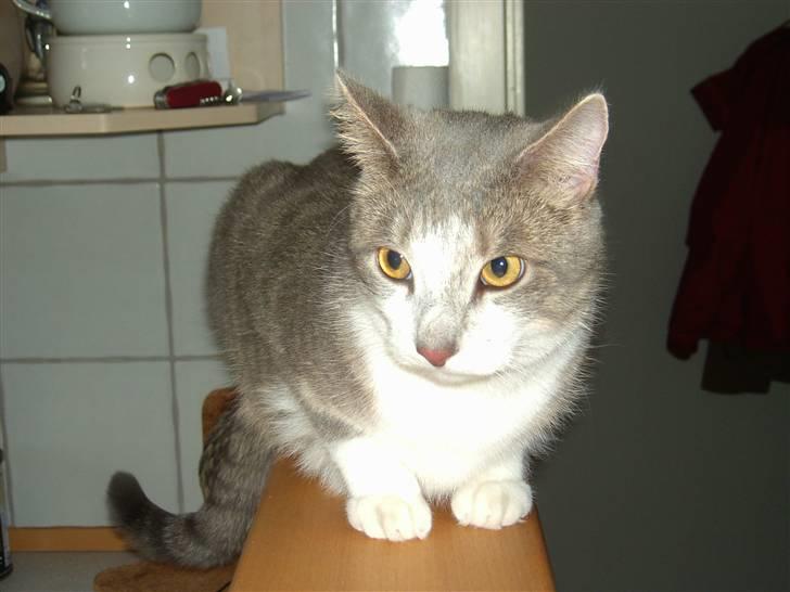 Huskat Ingolf billede 1