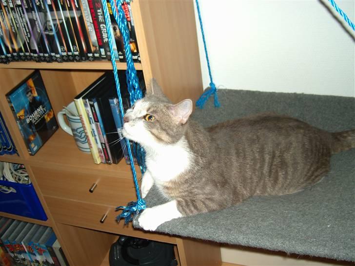 Huskat Ingolf billede 2