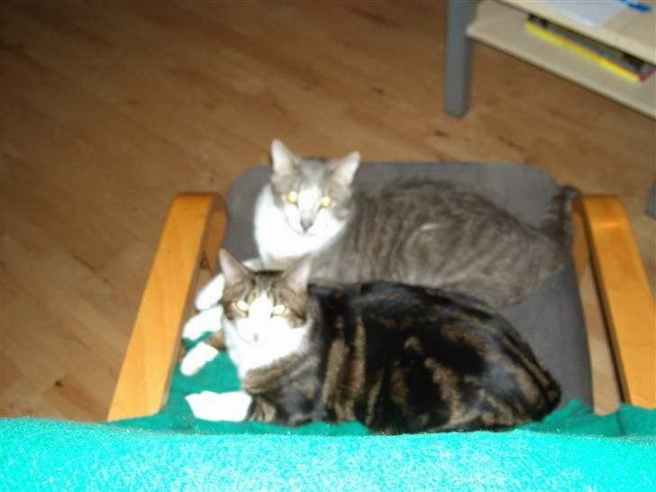 Huskat Ingolf billede 3