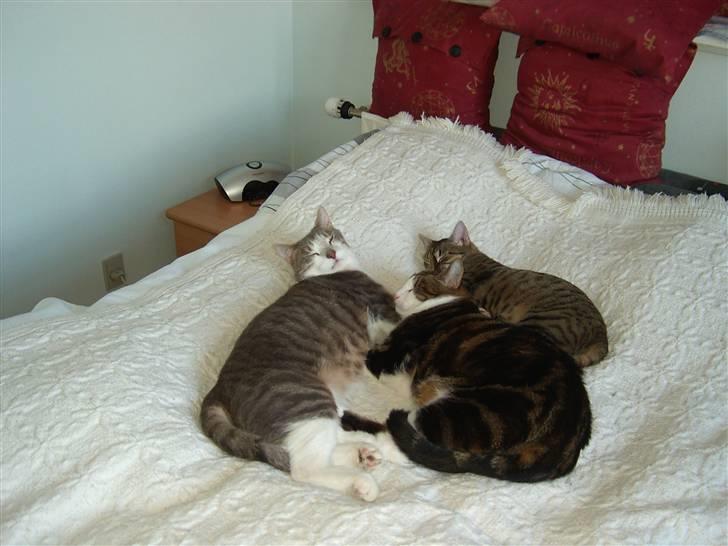 Huskat Ingolf billede 4