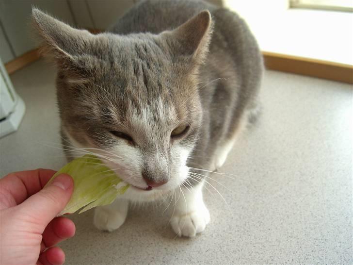 Huskat Ingolf billede 5