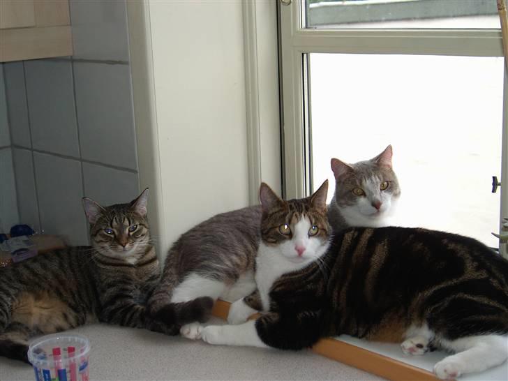 Huskat Ingolf billede 6