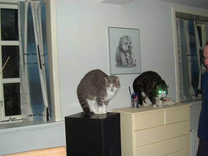 Huskat Ingolf billede 7