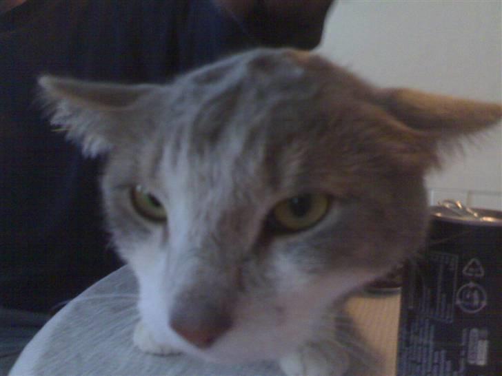 Huskat Ingolf billede 8