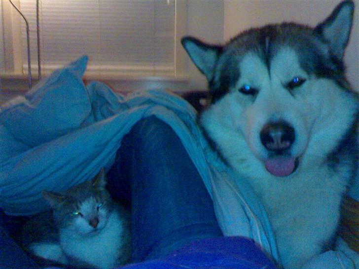 Huskat Ingolf billede 9