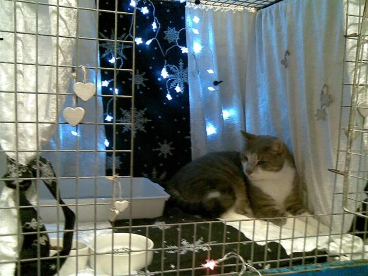 Huskat Ingolf billede 10