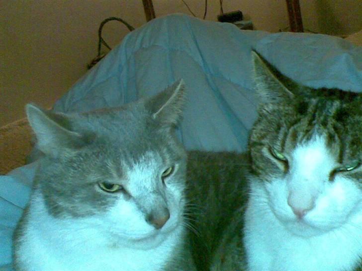 Huskat Ingolf billede 11